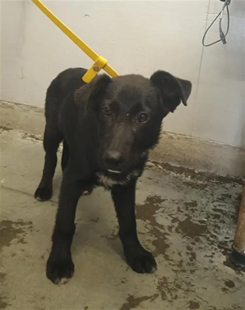 A baby large-sized male German Shepherd Dog dog named Tac for adoption in Camarillo, CA