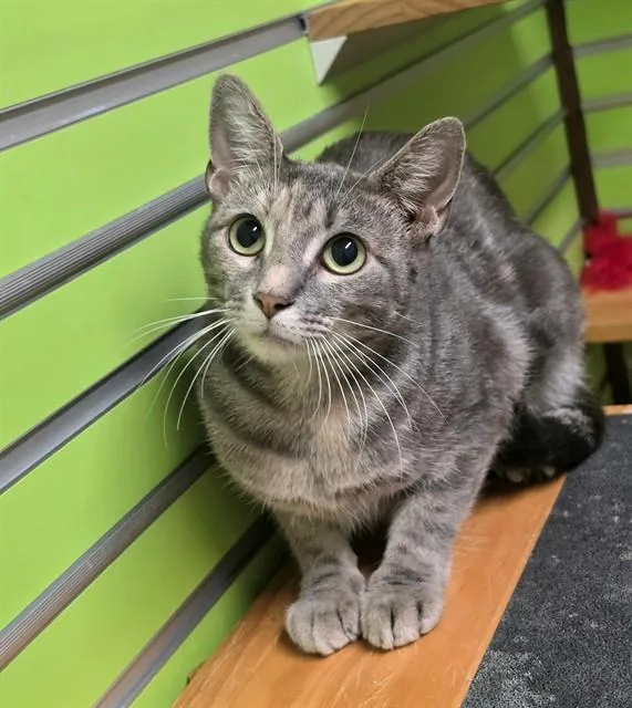 A young medium-sized female Domestic Short Hair cat named Chai for adoption in Saint Peters, MO