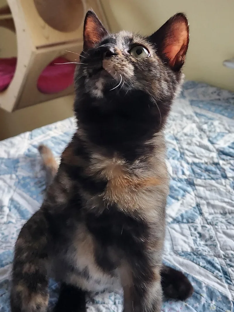 Jelly Bean Nelly thumbnail 3