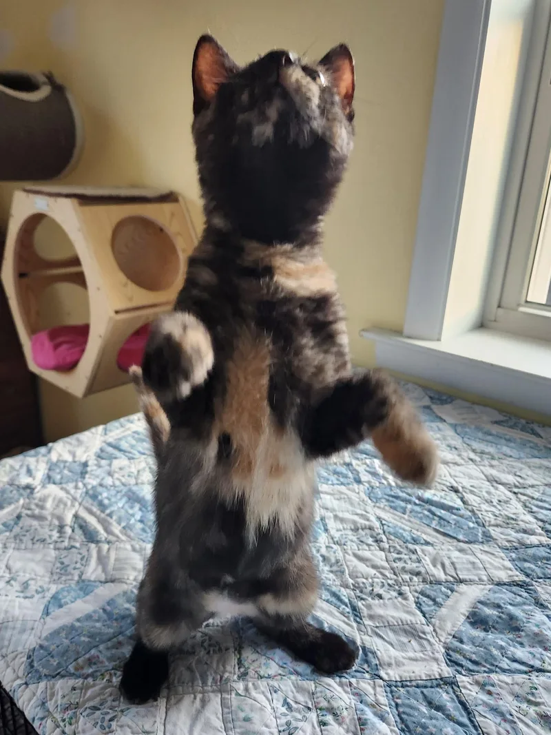 Jelly Bean Nelly thumbnail 4