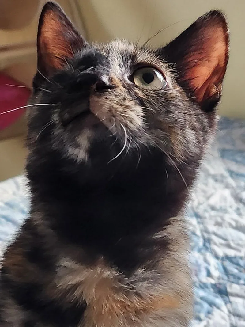 Jelly Bean Nelly thumbnail 5