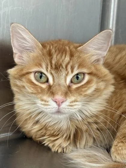 An adult medium-sized male Domestic Short Hair cat named Ziggy for adoption in West Chester, PA