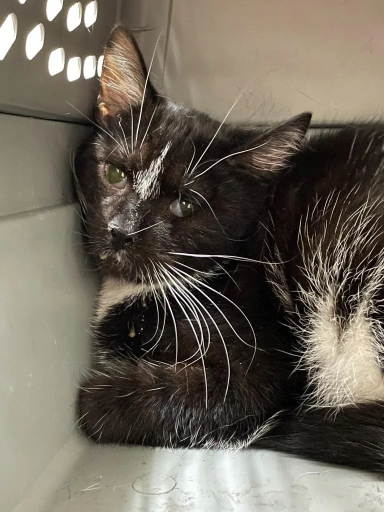 A young medium-sized male Domestic Short Hair cat named Lip for adoption in Chico, CA