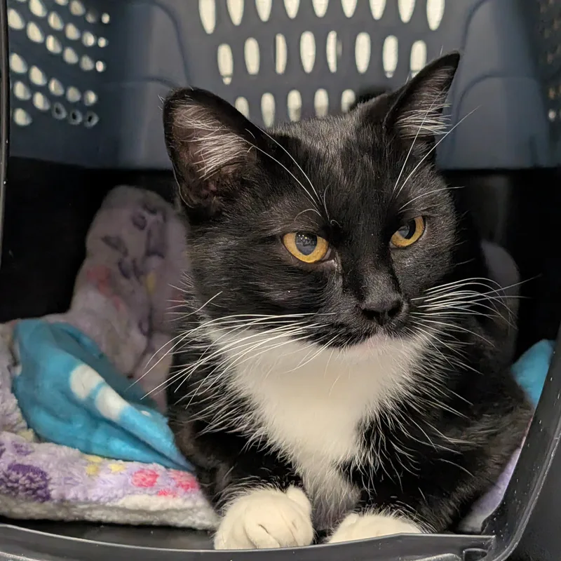 A young medium-sized female Domestic Short Hair cat named Freya for adoption in Columbus, OH