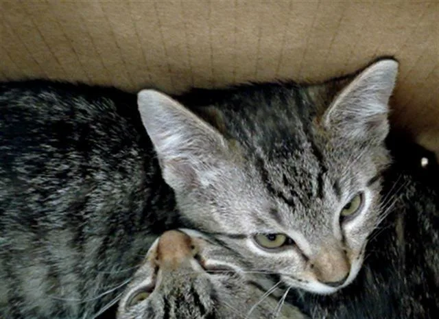 A baby medium-sized male Domestic Medium Hair cat named Silas for adoption in Dallas, TX