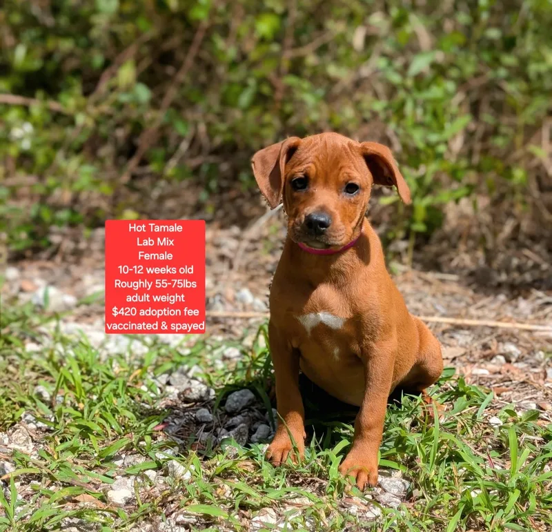 A baby large-sized female Labrador Retriever dog named Hot Tamale for adoption in Oviedo, FL