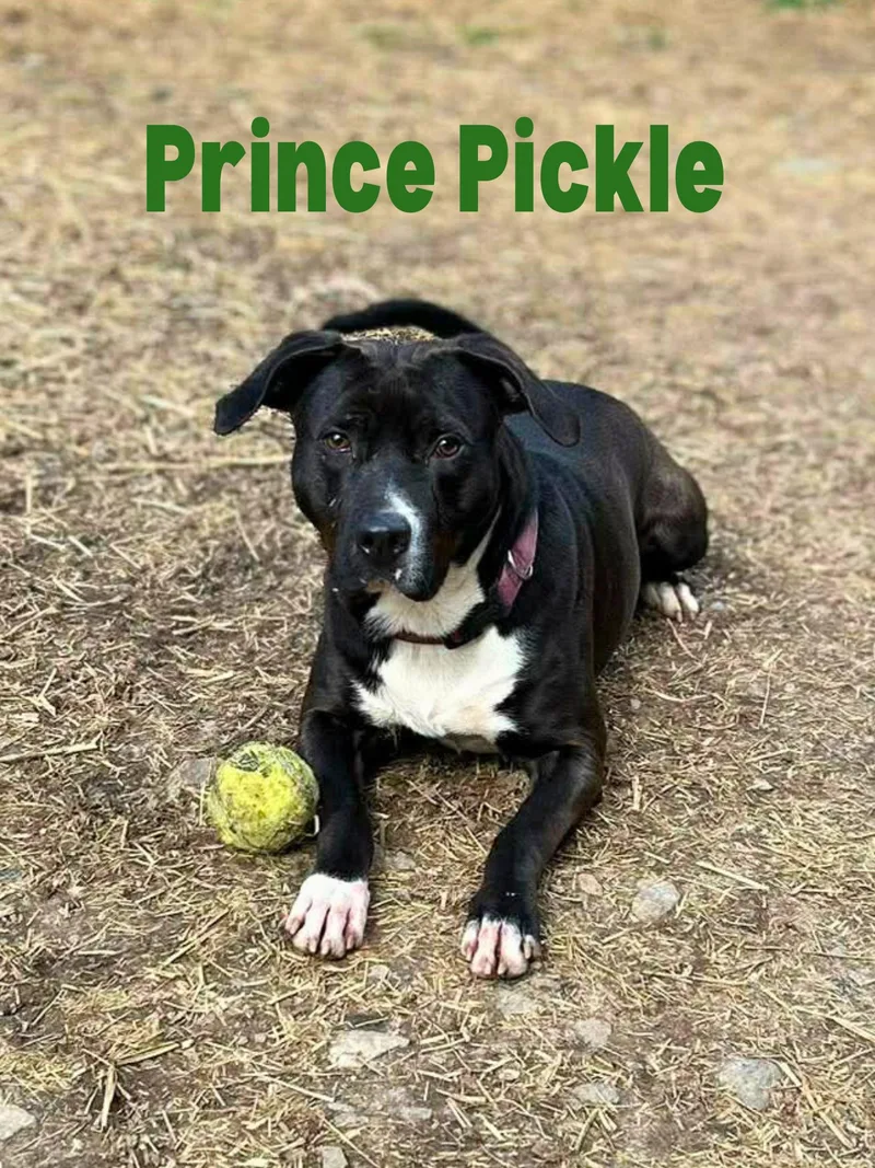Prince Pickle thumbnail 2