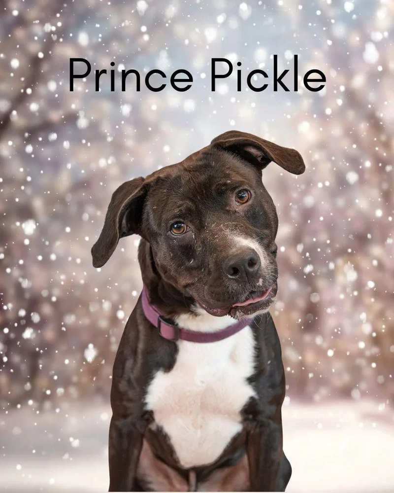 Prince Pickle thumbnail 3