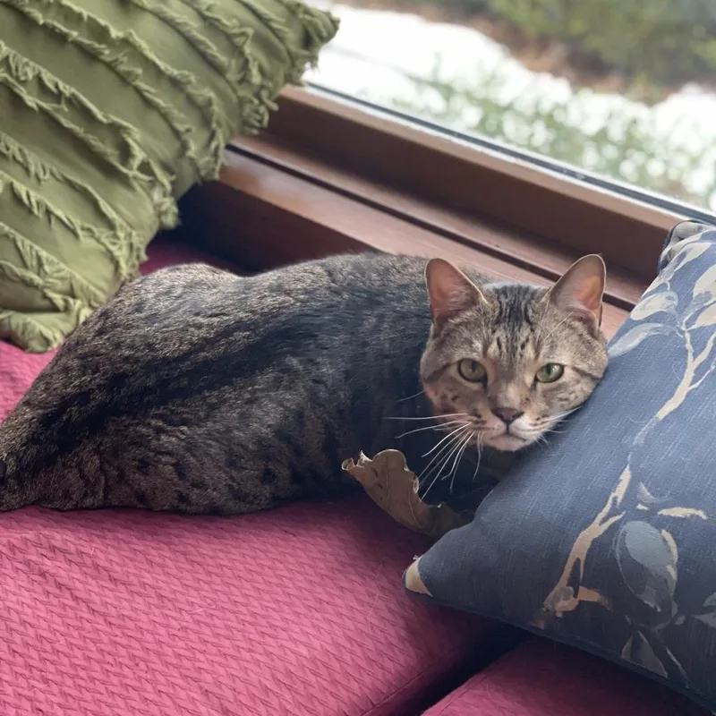 An adult large-sized male Domestic Short Hair cat named Hank the Tank for adoption in Medina, OH
