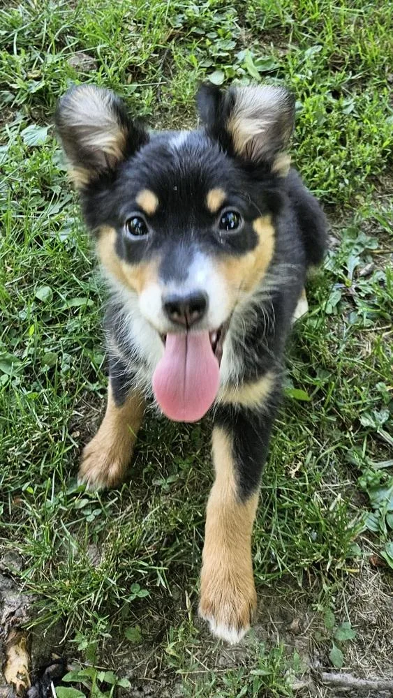 A baby medium-sized female Australian Shepherd dog named Princess Kneesaa for adoption in Peoria, IL
