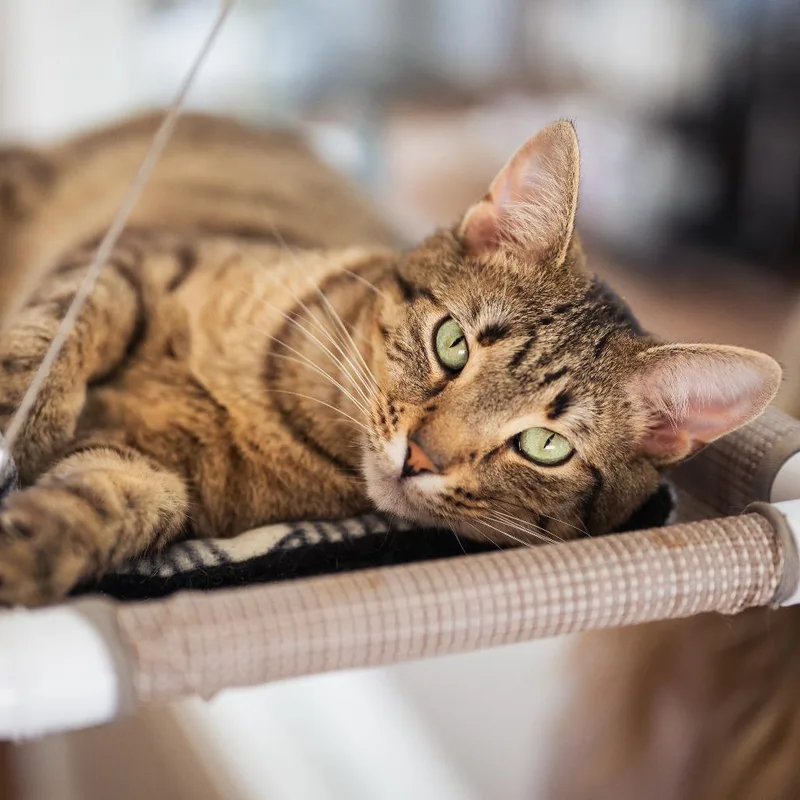 An adult medium-sized female Brown / Chocolate Domestic Short Hair cat named Pajama for adoption in Evanston, IL