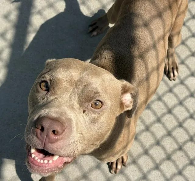 A young medium-sized female Pit Bull Terrier dog named Lucy for adoption in Tulsa, OK