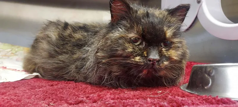 Caterpillar thumbnail 2