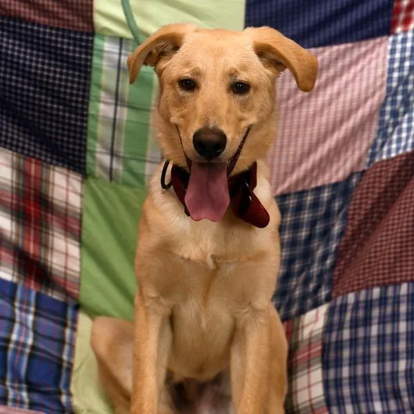 A young medium-sized male Yellow / Tan / Blond / Fawn Yellow Labrador Retriever dog named Kevin for adoption in Rocky Mount, VA