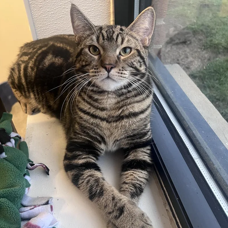 An adult small-sized male Brown / Chocolate Domestic Short Hair cat named Beckett for adoption in Arlington Heights, IL