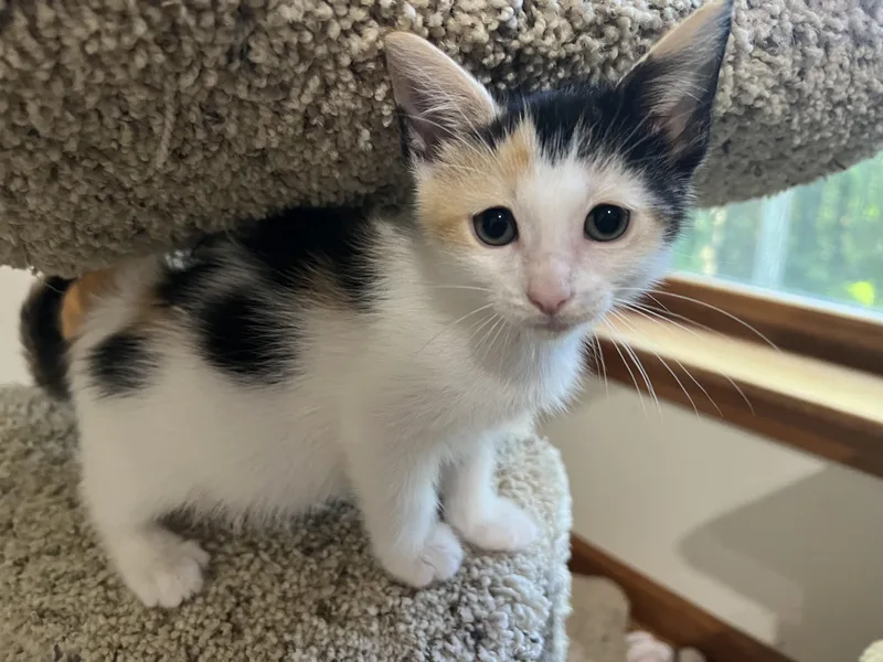 A baby medium-sized female Calico cat named Dolly for adoption in Dayville, CT