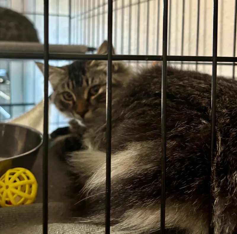 A baby medium-sized male Domestic Long Hair cat named Ash for adoption in Thompson Falls, MT
