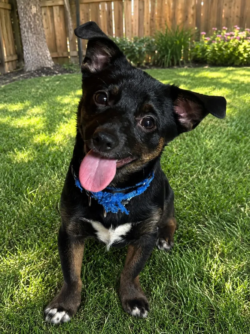 A baby small-sized male Chihuahua dog named Bear for adoption in Kutztown, PA