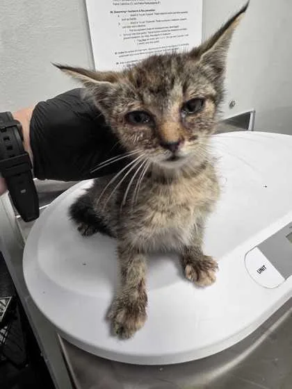 A baby small-sized female Domestic Short Hair cat named Emmie Demie Dong for adoption in Sevierville, TN