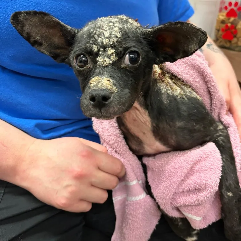 A young small-sized female Black Chihuahua dog named Bitsy for adoption in Ardmore, OK