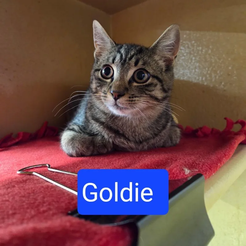 A baby medium-sized male Brown / Chocolate Domestic Short Hair cat named Goldie for adoption in Hamburg, NY