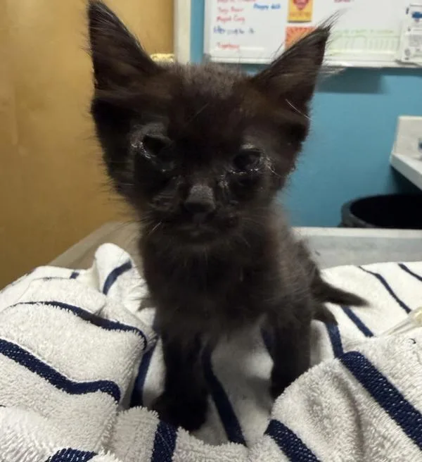 A baby small-sized male Domestic Short Hair cat named Baffle for adoption in Escondido, CA