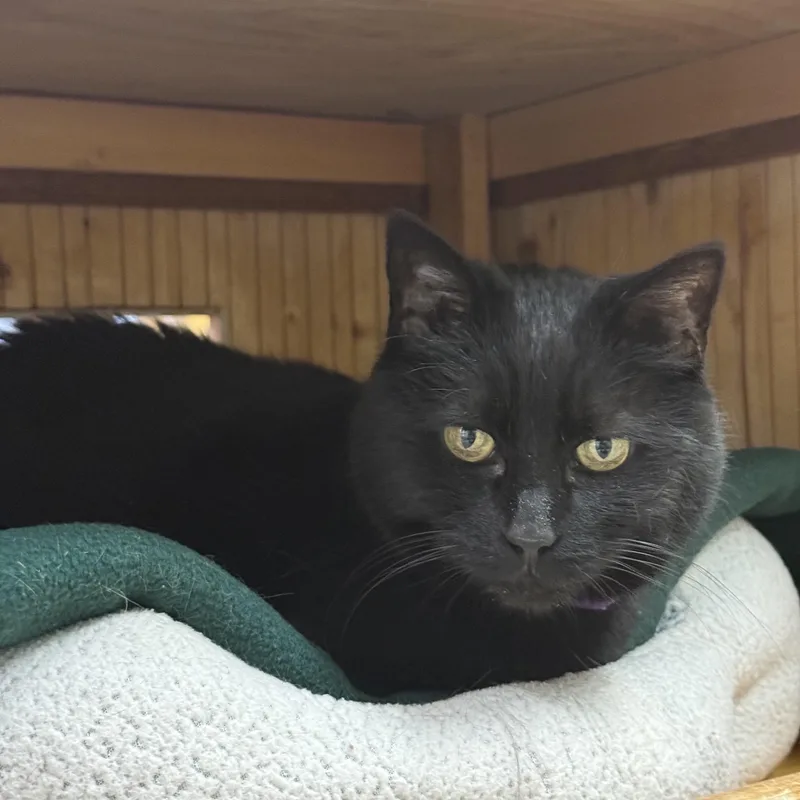A senior medium-sized female Domestic Short Hair cat named Sue for adoption in Brownsville, VT