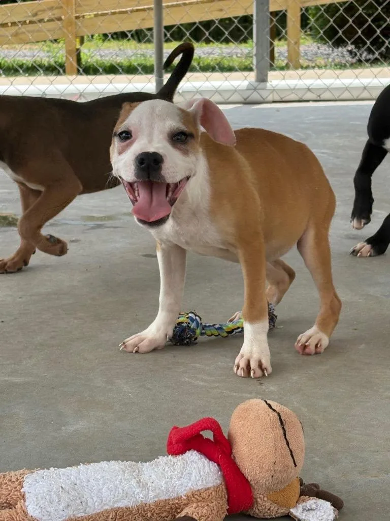 A baby small-sized female Mixed Breed dog named Lil Kim for adoption in Lavonia, GA