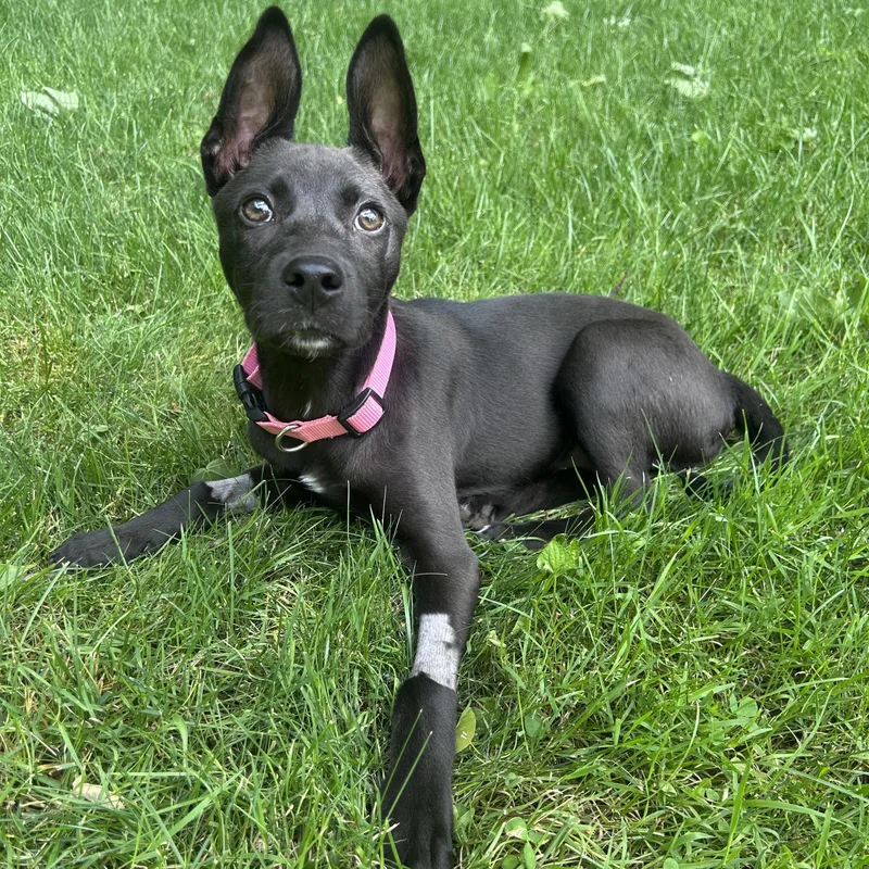 A baby medium-sized female Black Mixed Breed dog named Matilda for adoption in Rochester , NY