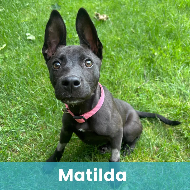 Matilda thumbnail 2