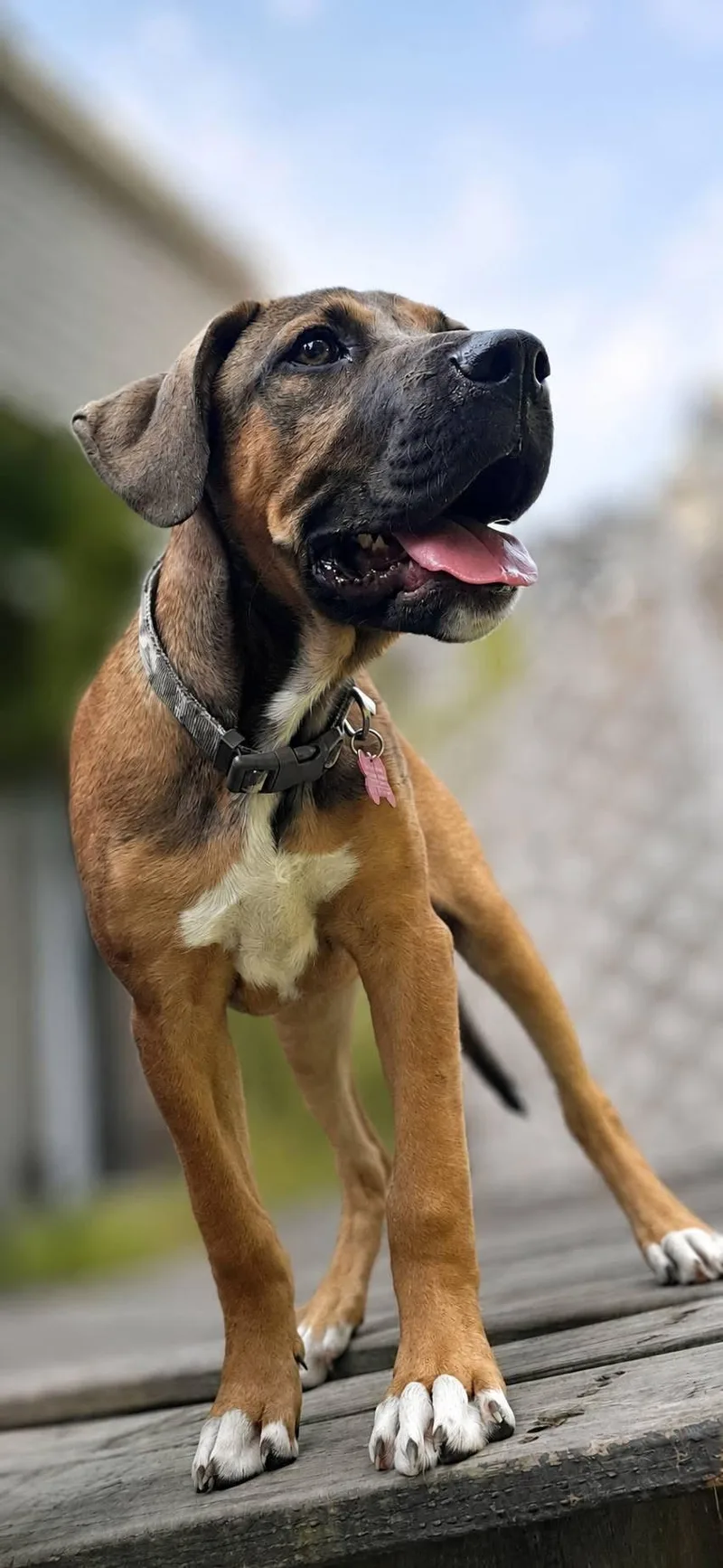 A baby large-sized male Hound dog named Chuck for adoption in Salamanca, NY