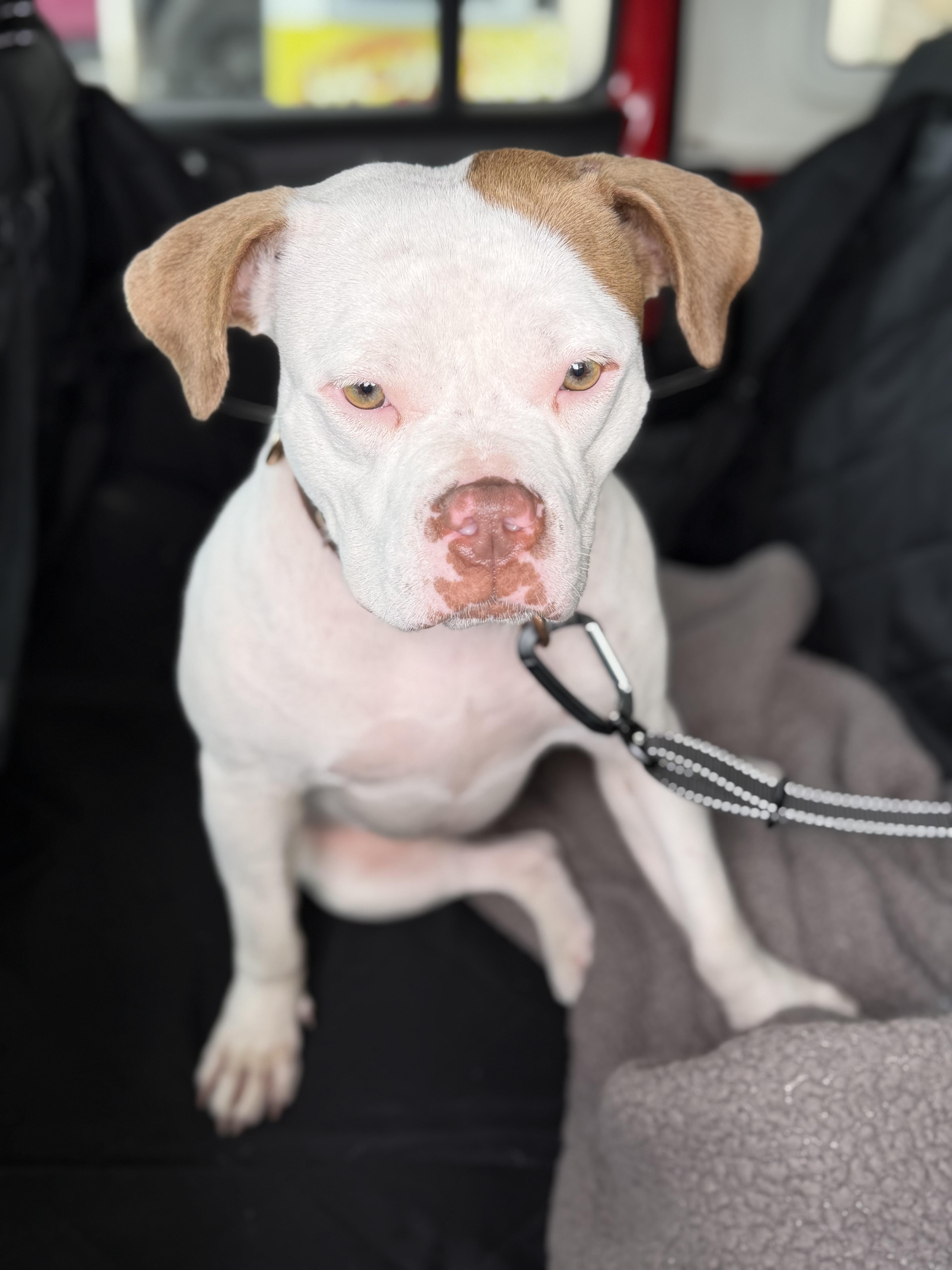 A young large-sized female Pit Bull Terrier dog named Spira for adoption in Troy, MI