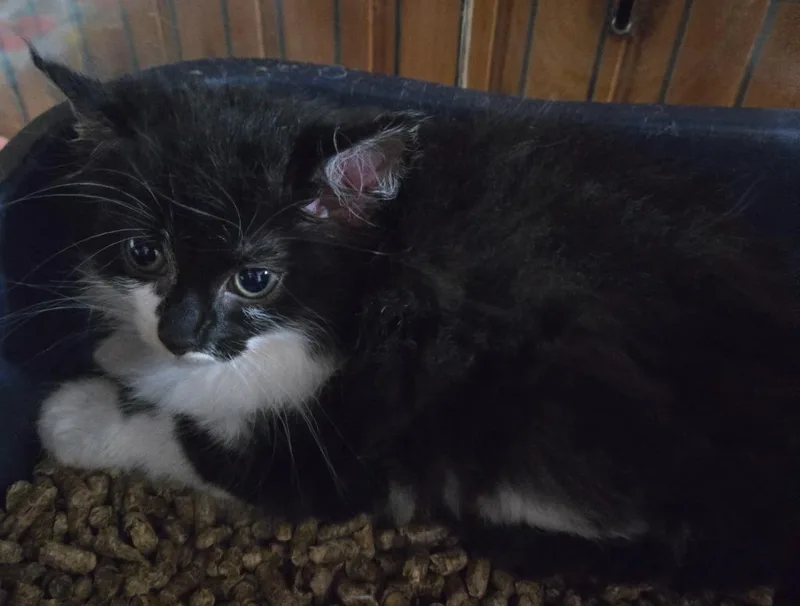 A baby medium-sized female Domestic Long Hair cat named Pumpernickle for adoption in Brainardsville, NY
