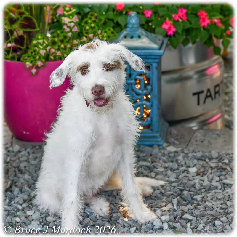 A young small-sized female White / Cream Terrier dog named Vana for adoption in Wake Forest, NC