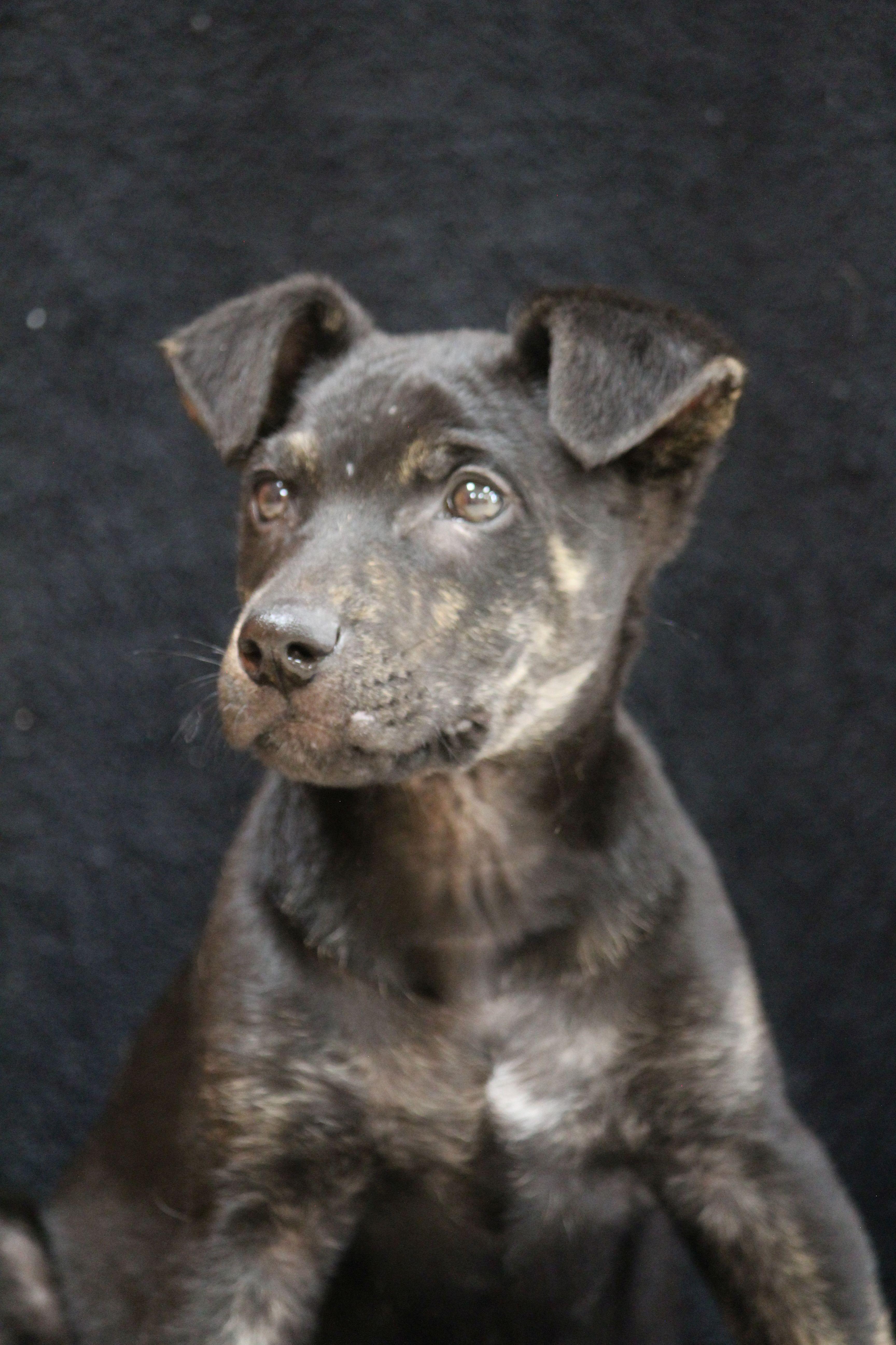 A baby medium-sized male Mixed Breed dog named Niklaus for adoption in Portage, WI