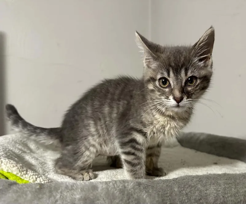 A baby medium-sized female Tabby (Gray / Blue / Silver) Domestic Short Hair cat named Betsy Button for adoption in Battle Creek, MI