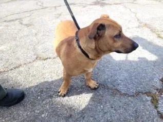 A young small-sized male Mixed Breed dog named Scrappydoo for adoption in Los Angeles, CA
