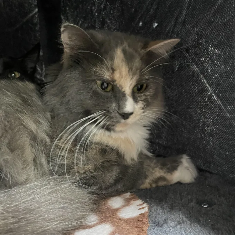 A young medium-sized female Dilute Calico cat named Greyson for adoption in North Kingstown, RI