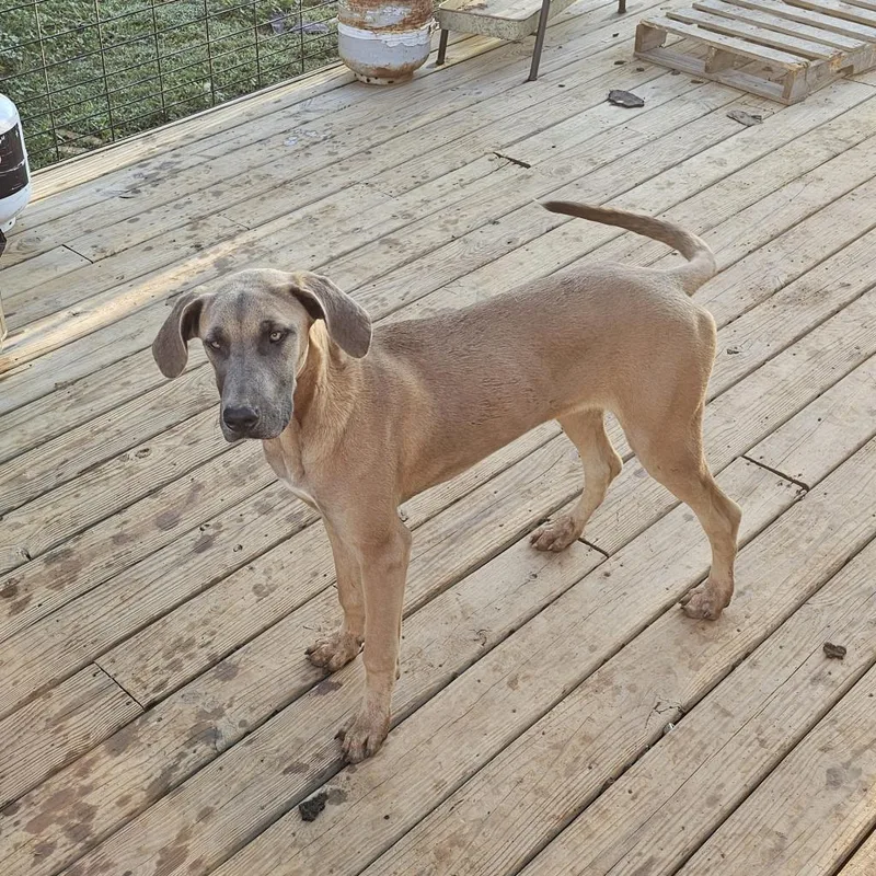 An adult medium-sized female Brown / Chocolate Great Dane dog named Harley for adoption in Roanoke, VA