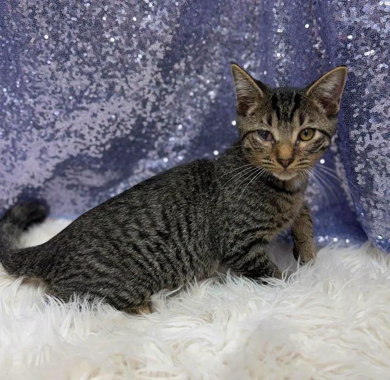 A young medium-sized male Domestic Short Hair cat named Easton for adoption in Clarkesville, GA