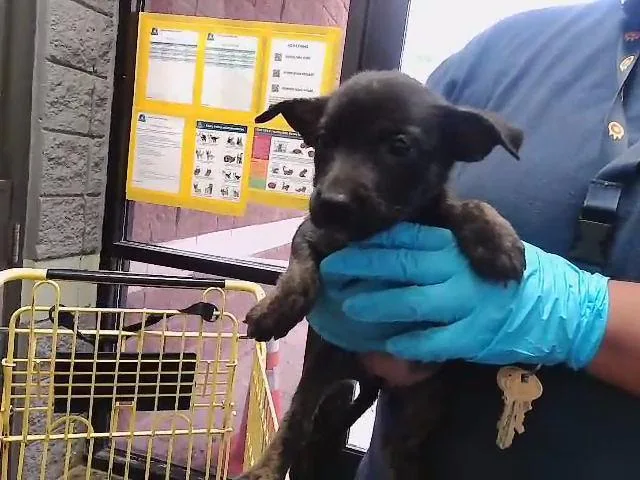A baby small-sized female German Shepherd Dog dog named Scrabble for adoption in Tulsa, OK