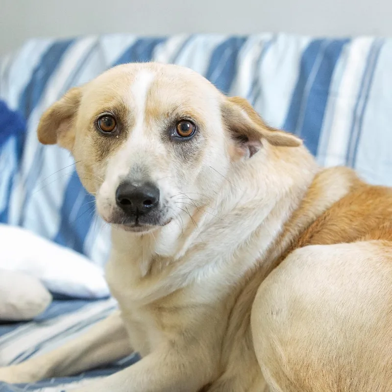 An adult medium-sized female Yellow / Tan / Blond / Fawn Mixed Breed dog named Molly for adoption in Cartersville, GA