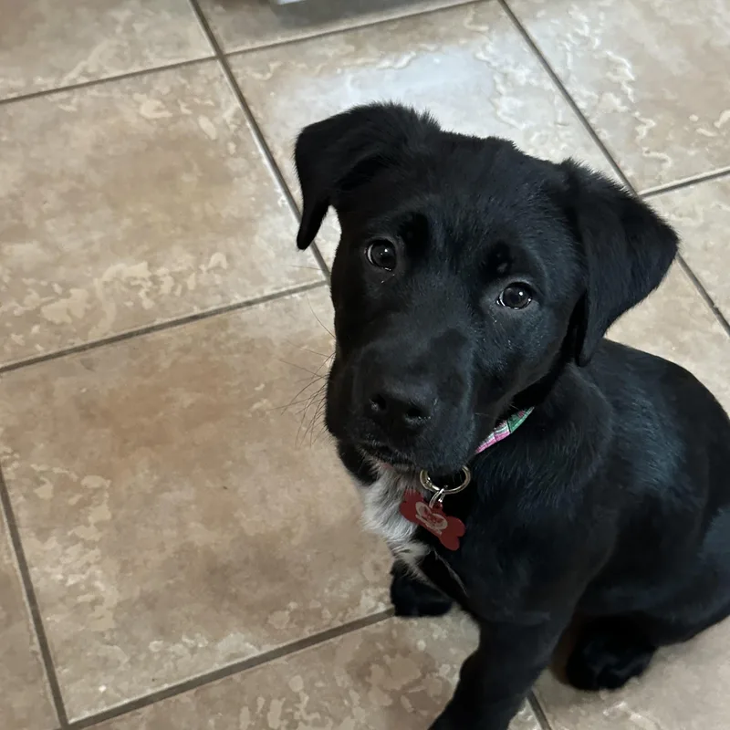 A baby large-sized female Black Black Labrador Retriever dog named Luna for adoption in Libertyville, IL