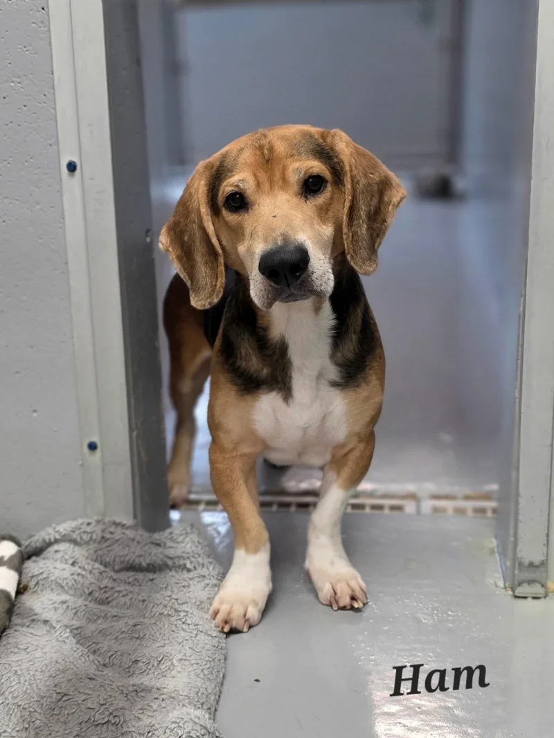 An adult medium-sized male Beagle dog named Ham for adoption in Brookville, OH