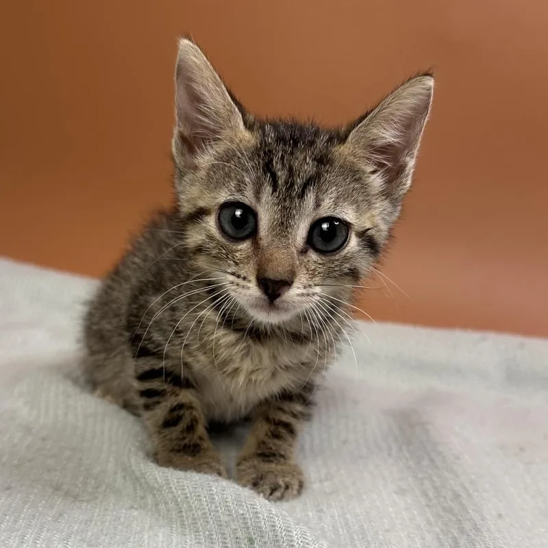 A baby small-sized female Brown / Chocolate Domestic Short Hair cat named Danny for adoption in San Antonio, TX