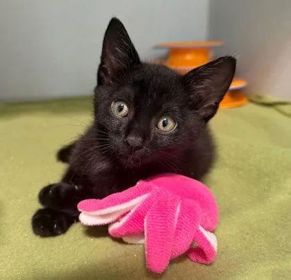 A baby small-sized male Domestic Short Hair cat named Levi for adoption in Sacramento, CA