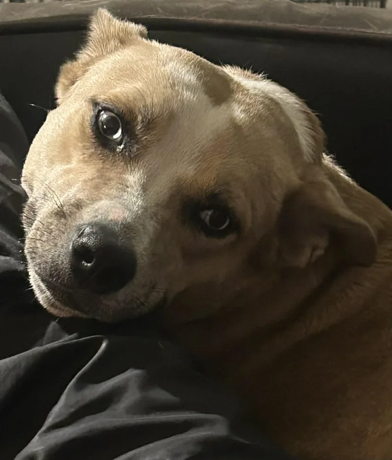 A young medium-sized female Apricot / Beige Australian Cattle Dog / Blue Heeler dog named Summer for adoption in Atlanta, GA