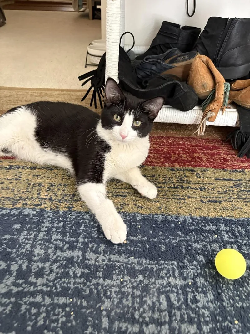 Jellybean thumbnail 2