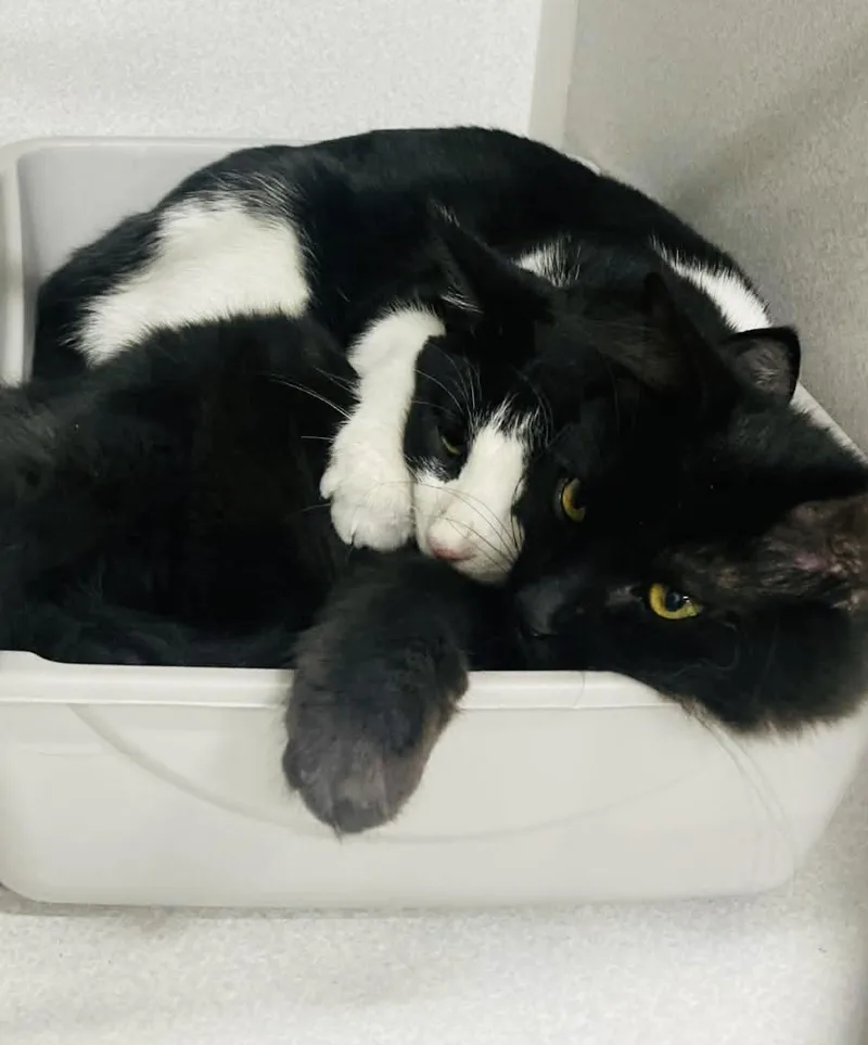 Jellybean thumbnail 3