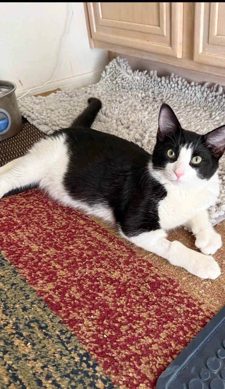 Jellybean thumbnail 4